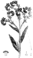 Anchusa, Nordisk familjebok.png