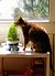 Katze frisst Gras.jpg