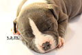 American Bully Puppy (11521225715).jpg