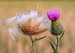 Cirsium vulgare - Keila2.jpg