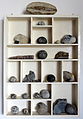 Collection of fossils.JPG