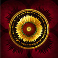 67 Sunflower 2.jpg