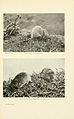 British mammals (6358186845).jpg