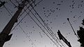 File:Aves al atardecer (Aguascalientes, México).webm