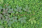 Mimosa pudica 00277.JPG