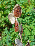 Fibigia clypeata 01.JPG