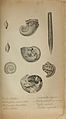 The animal kingdom (Plate) (6217037755).jpg