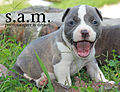 American Bully Male Puppy Jaxson (8000768099).jpg