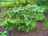 Caulophyllum thalictroides 001.JPG