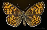 Melitaea athalia MHNT UT 2013 3 29 Urval male dorsal.jpg