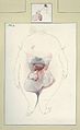 Dissection of a headless pig fetus (6)..JPG