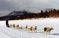 10seppalasleddogs.jpg