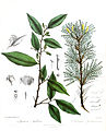 AquilariaAstragalusRoyle.jpg