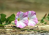 Convolvulus arvensis 11.jpg