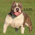 American Bully Stud Male (11527292106).jpg