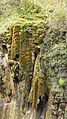 Kiefersfelden — Gießenbach - Moose.JPG
