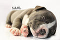 American Bully Puppy (11521333043).jpg