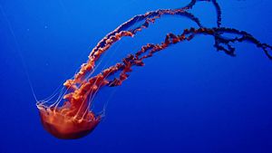 File:Chrysaora achlyos swimming downwards in tank.gk.webm