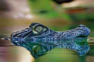 BiachebbCaiman crocodilus 01.jpg