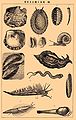 Brockhaus and Efron Encyclopedic Dictionary b38 620-3.jpg