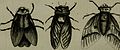 A new and accurate system of natural history (1763) (14594088257).jpg