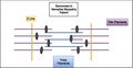 Nemaline myopathy sarcomere.pdf
