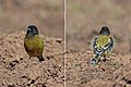 Abyssinian siskin (Serinus nigriceps) male.jpg