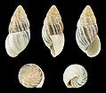 Zebrina detrita 02.JPG