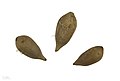 Attalea maripa MHNT.BOT.2017.10.8.jpg