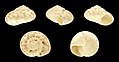 Ethalia catharinae 01.JPG