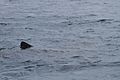 Basking Shark - Flickr - GregTheBusker (4).jpg