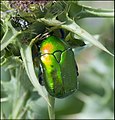 Protaetia-cuprea-ignicollis-IZE-257.jpg