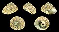 Phorcus richardi 01.JPG
