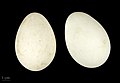 Alopochen aegyptiacus MHNT.ZOO.2010.11.13.2.jpg