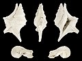 Aporrhais uttingeriana 01.JPG