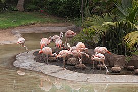 2018. Loro parque. Tenerife-234.jpg