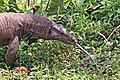 Common Indian monitor (Varanus bengalensis).jpg
