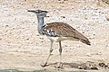 Kori bustard (Ardeotis kori kori) male.jpg