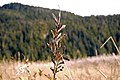 Beach Grass (10894634884).jpg