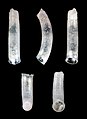 Caecum condylum 01.jpg