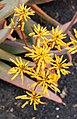 Aloe buhrii 002.jpg