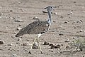 Kori bustard (Ardeotis kori kori) female.jpg