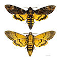 Acherontia atropos MHNT.jpg