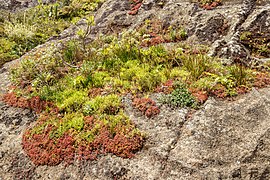 Vegetation on a rock - Chinamada - Tenerife.jpg