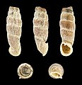 Andiniella flammulata f. unicolor 01.JPG