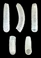 Caecum sepimentum 01.jpg