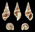 Tarebia lateritia 01.jpg