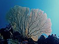 Gorgone de Mayotte.jpg