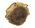 Juglans nigra MHNT.BOT.2018.6.22.jpg