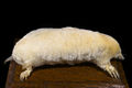 Albinos (Taupe d'Europe).jpg